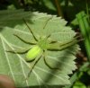 Spiders - Sparassidae